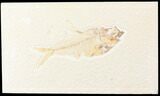 Bargain, Diplomystus Fossil Fish - Wyoming #85477-1
